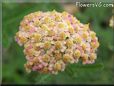 white yarrow flower