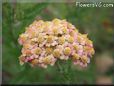 white yarrow flower