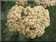 white yarrow flower