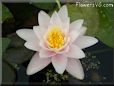 white waterlily flower