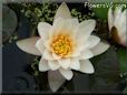 white waterlily flower