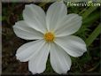 white cosmos flower