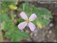 radish  flower