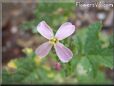 radish  flower