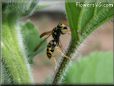 black gold wasp