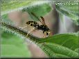 black gold wasp