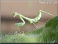 small preying mantis