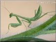 small preying mantis