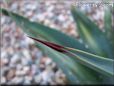 agave plant