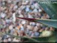 agave plant