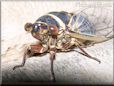cicada