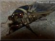 cicada