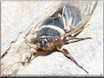cicada