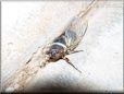 cicada