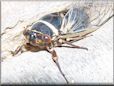 cicada