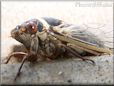 cicada