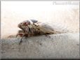 cicada