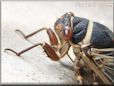 cicada