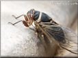 cicada