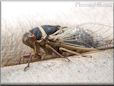 cicada