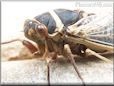 cicada