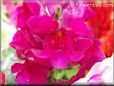red snap dragon flower