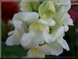 white snapdragon flower