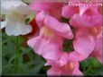 snap dragon flower