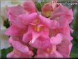 snap dragon flower