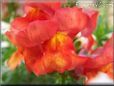 orange snap dragon flower