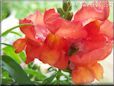 orange snap dragon flower