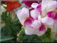 white maroon snapdragon flower