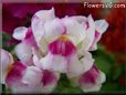 white maroon snapdragon flower