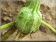 eggplant