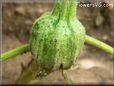  eggplant