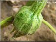  eggplant
