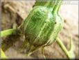  eggplant