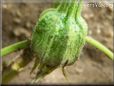  eggplant