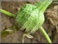  eggplant