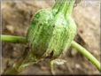  eggplant