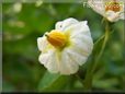 potato plant flower blossom