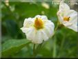 potato plant flower blossom