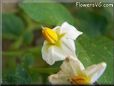 potato plant flower blossom