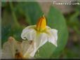 potato plant flower blossom