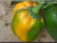 green bell pepper pictures
