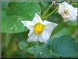 potato plant flower blossom