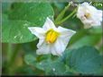 potato plant flower blossom