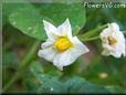 potato plant flower blossom