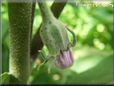 eggplant blossom flower