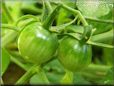 green cherry tomato pictures